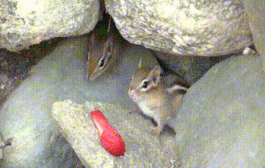 chipmunk-animals-free-animated-gifs-gameznet 019.gif